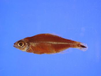 Media type: image; Ichthyology 49161